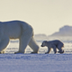 Illustration for article titled American broadcasts of emFrozen Planet/em will include controversial climate change episode